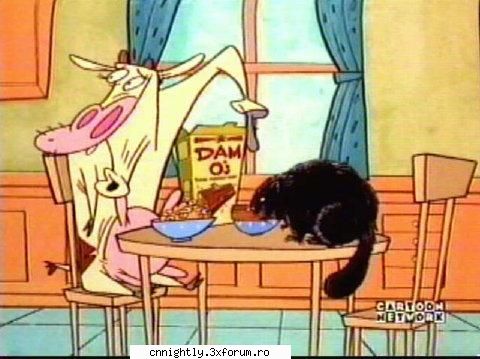 Poze - Zeita_haosului - Cow